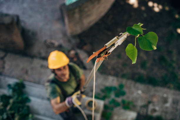 Best Emergency Tree Removal  in Manchester, GA